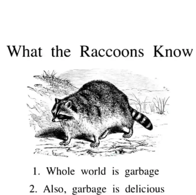 Raccoon wisdom meme shares funny garbage life facts