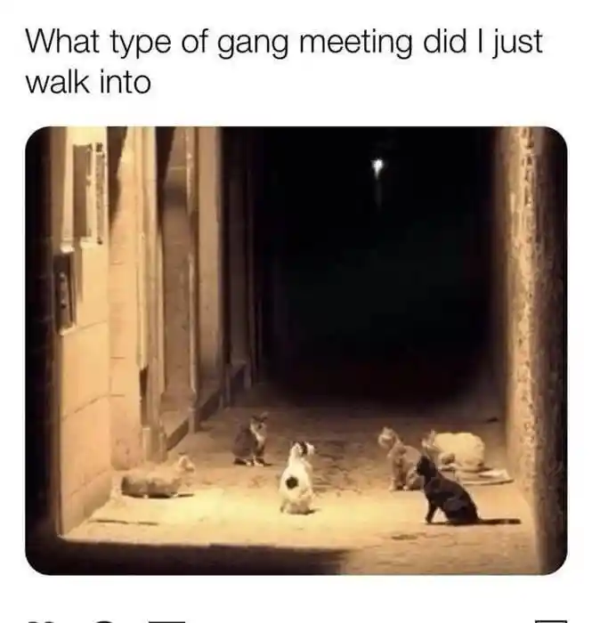 Cat gang meeting meme walking into secret meetup