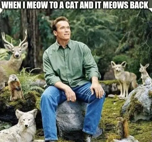 Cat meows back meme feels at total peace