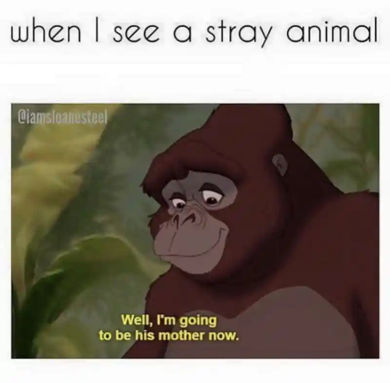 Stray animal meme deciding to be its mom