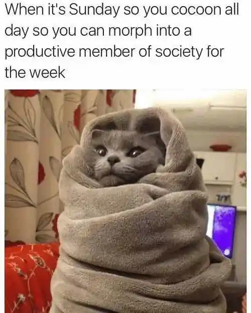 Sunday cat meme resting to be productive