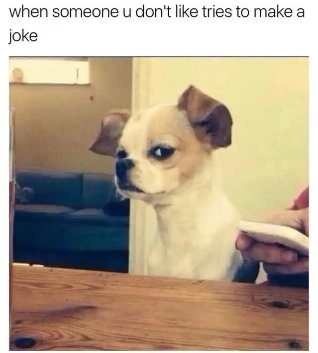 Side eye chihuahua meme unamused by bad joke