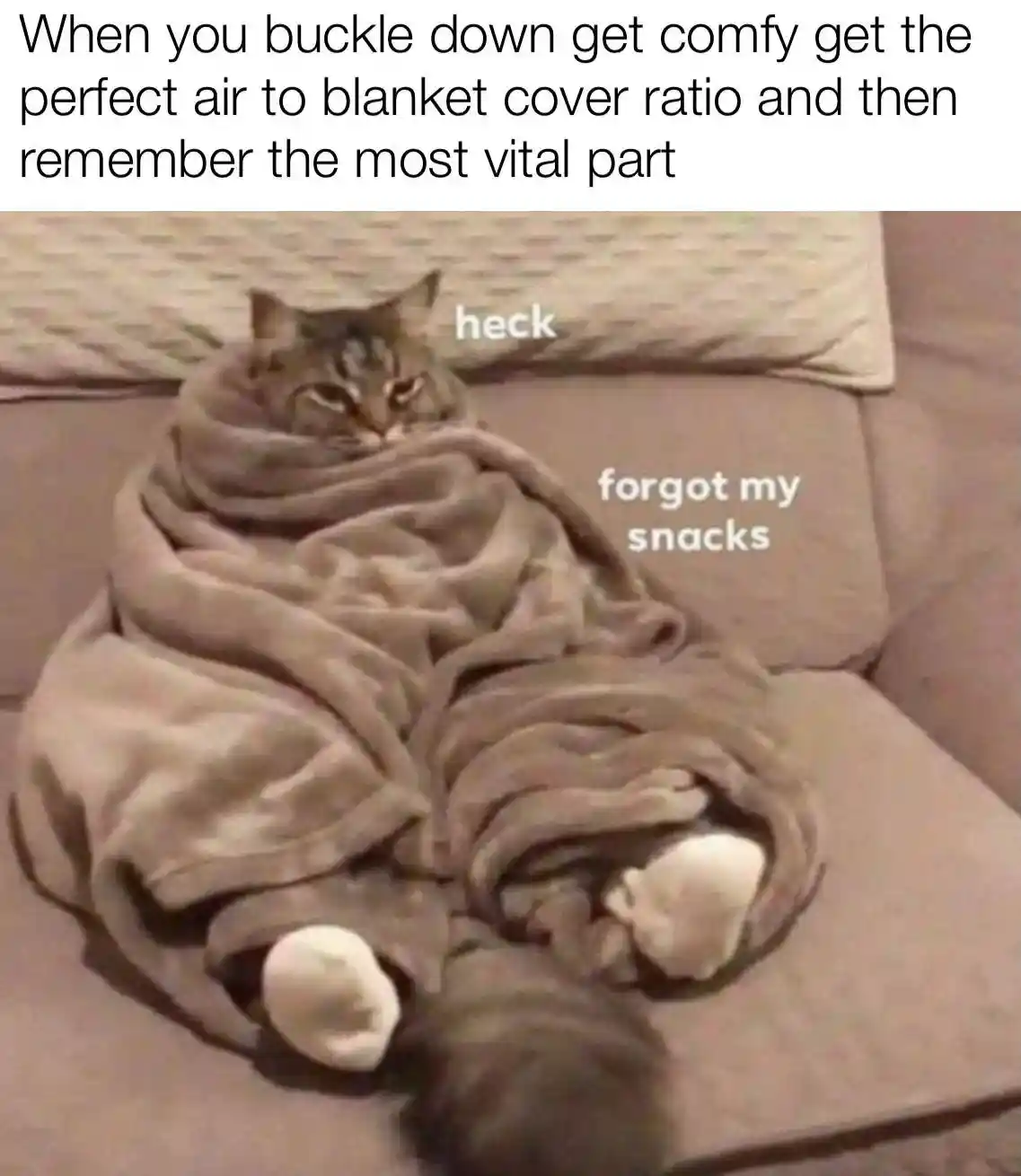 Cozy blanket cat meme forgot its snacks