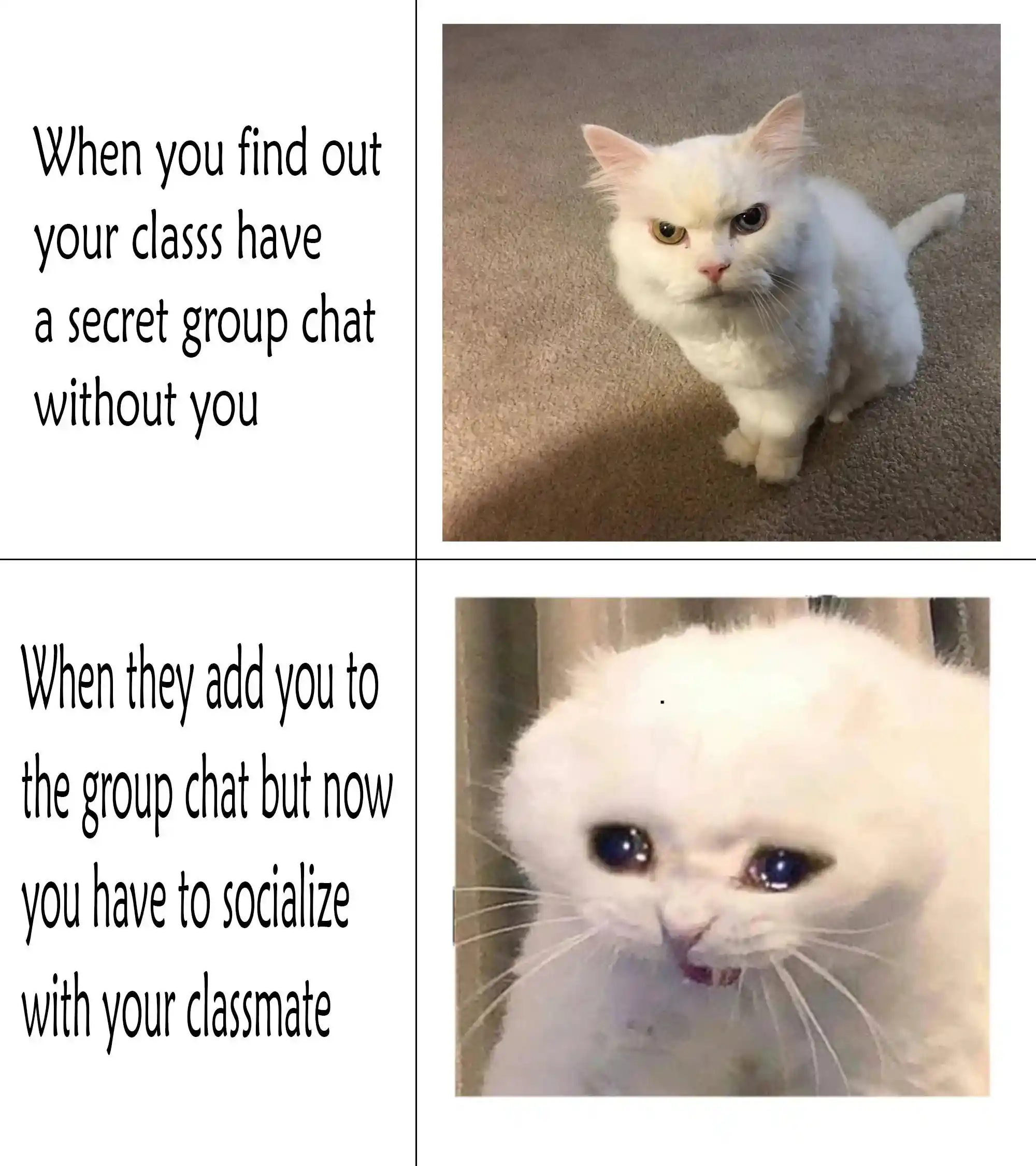 Class secret group chat meme awkward social stress