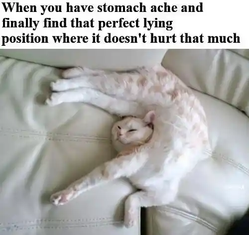 Stomach ache meme cat in ideal painless pose