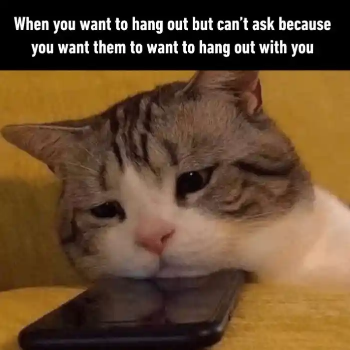 Sad cat meme waiting for others to ask you out