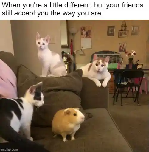 Odd guinea pig meme accepted by all cat friends