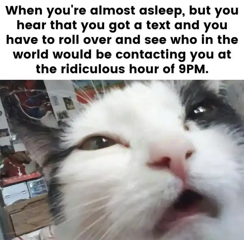 Half asleep cat meme checking 9pm text