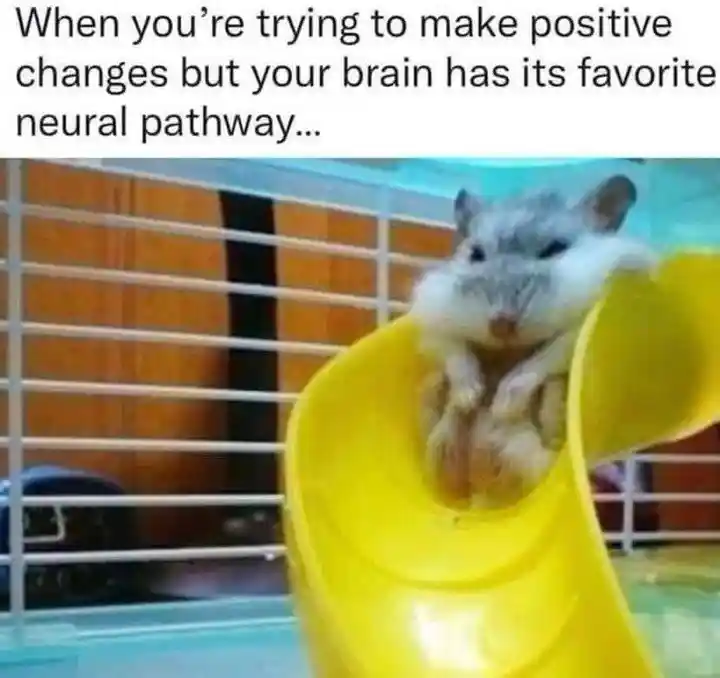 Hamster meme failing at positive changes