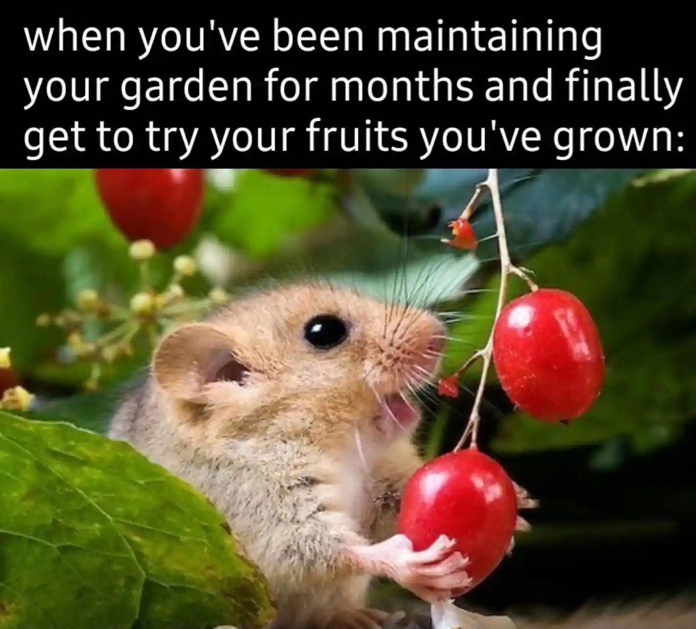 Garden fruit meme excited to try first harvest