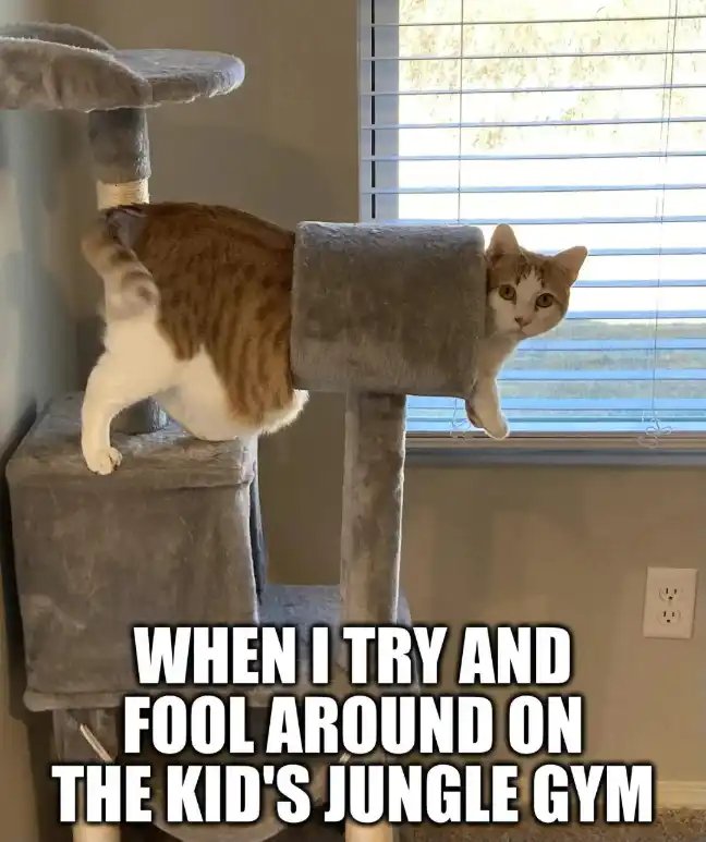 Stuck cat meme fooling around on cat gym