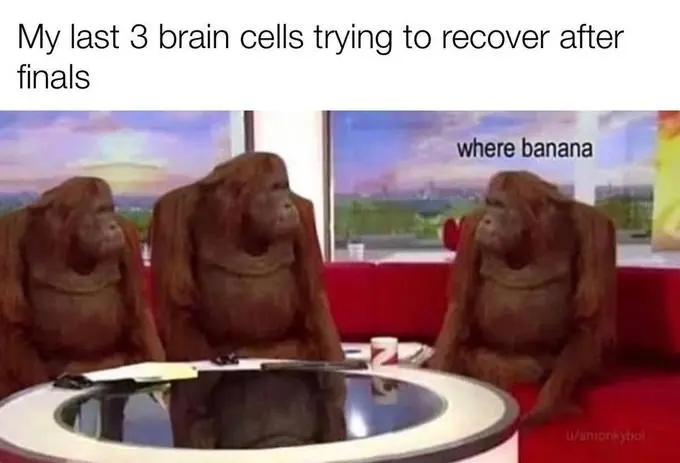 Where banana meme 3 brain cells rest post finals