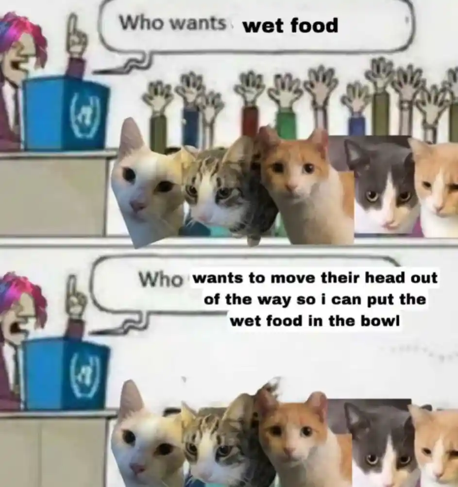 Cats wet food meme all refuse to move