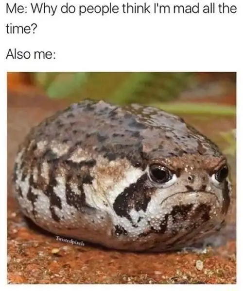 Grumpy frog meme looking permanently mad