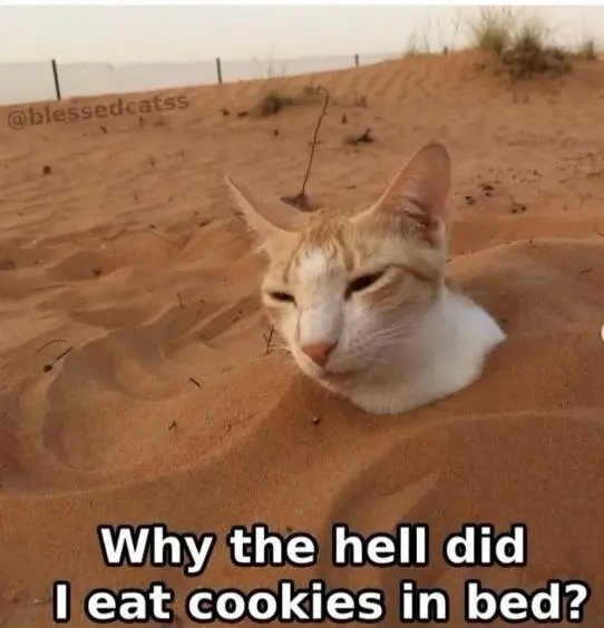Cookies in bed meme cat buried in sand