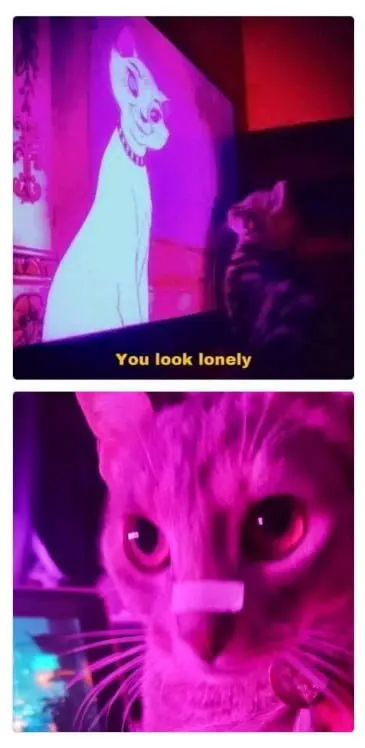 You look lonely cat meme shocked at tv