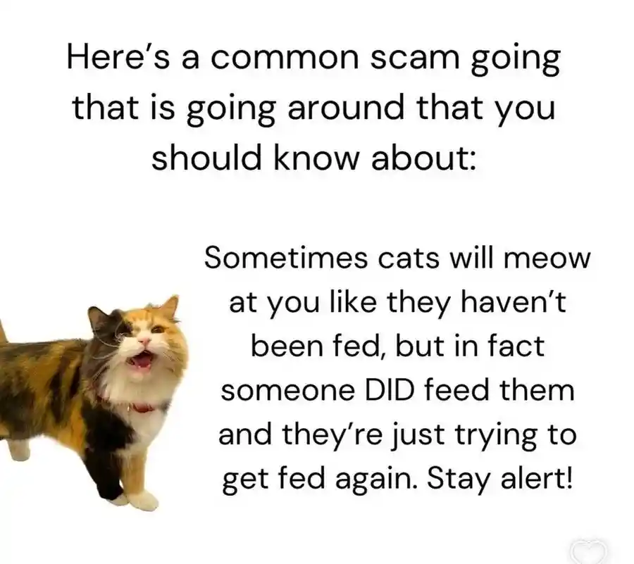 Cat meow scam meme pretending to get extra food
