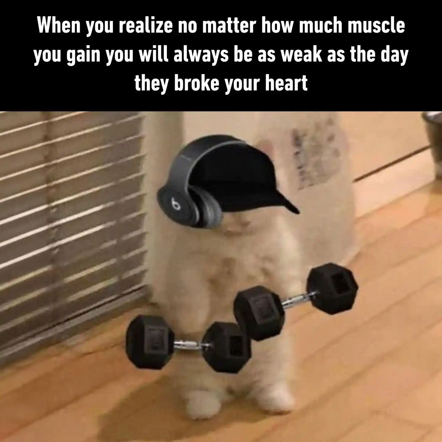 Gym cat meme still weak after heartbreak