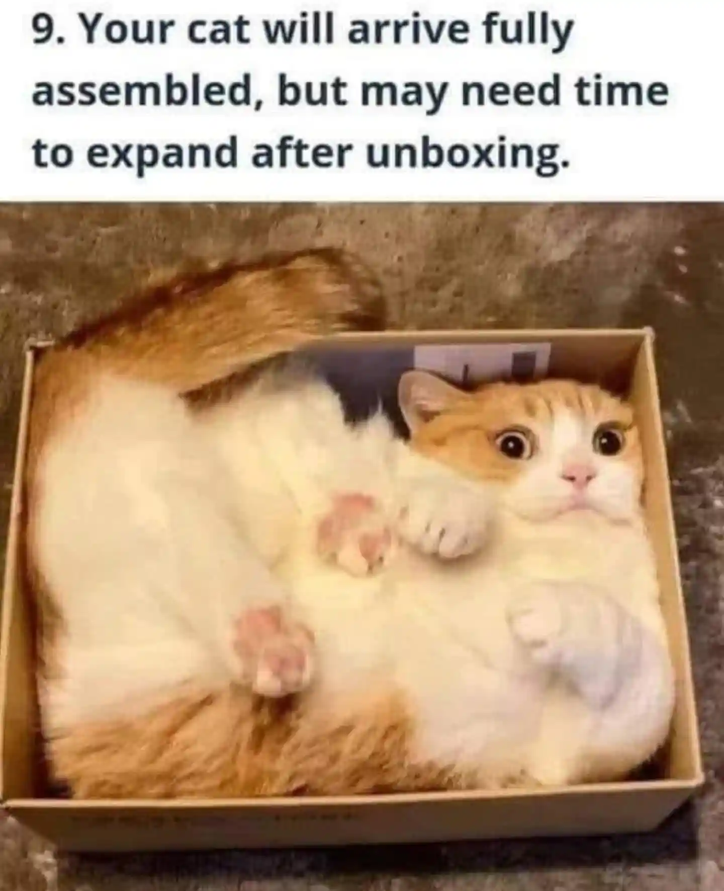 Unboxing cat meme expands in small box