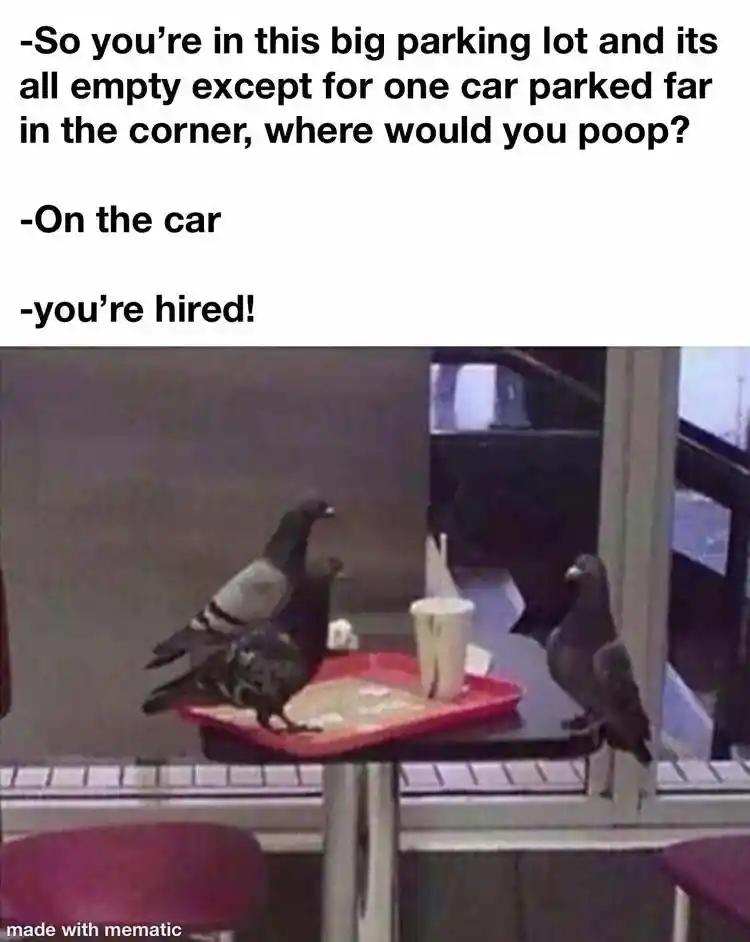 Pigeons job interview meme pooping on car