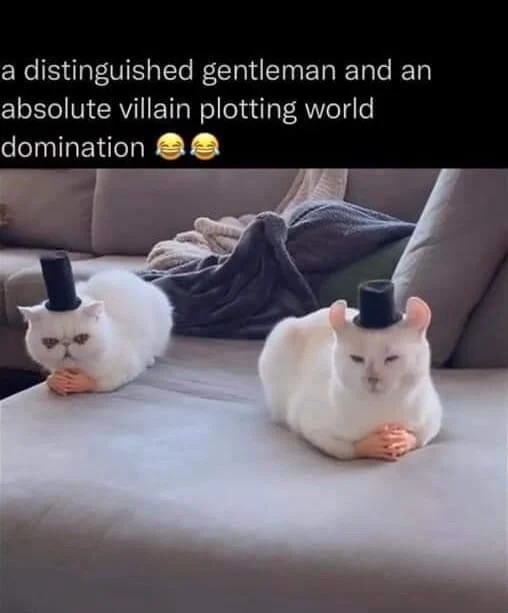 Two top hat cats meme plotting world domination