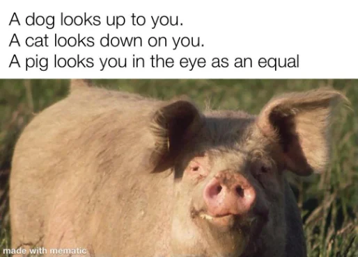 Pig equal stare meme, sees you as equal