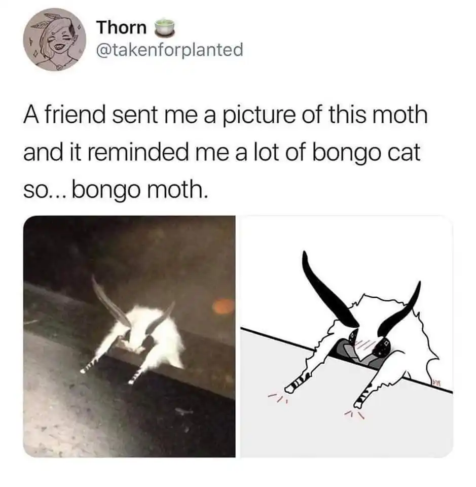 Bongo Moth meme inspired by bongo cat funny