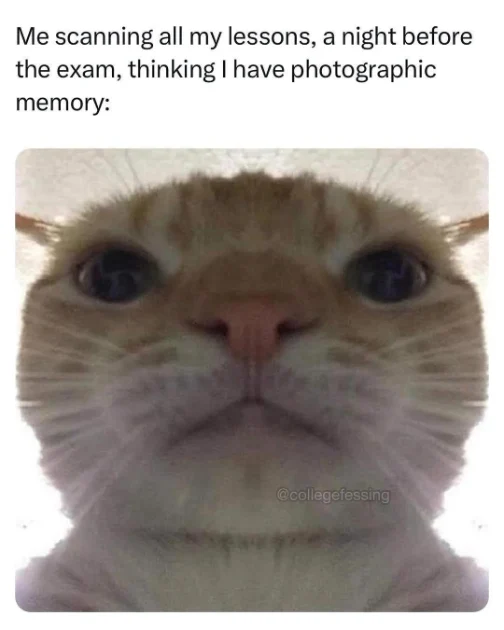 Exam night cram meme cat staring intensely