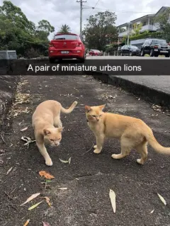 Tiny urban lions meme two cats on street