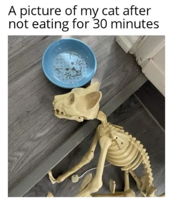 Skeleton cat meme staring at empty bowl