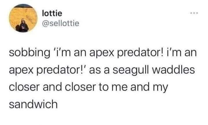 Apex predator meme person sobbing as seagull approaches sandwich