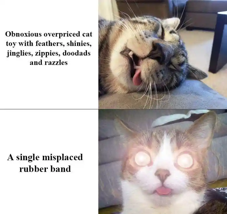 Cat choosing rubber band over fancy toy meme hyped