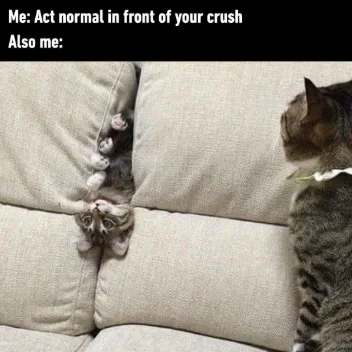 Act normal in front of crush meme upside down cat on couch