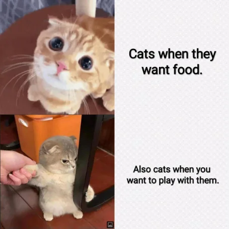 Cats begging for food meme grumpy to play
