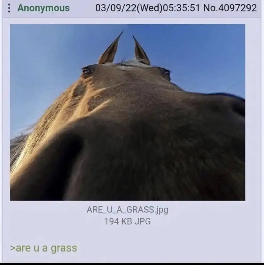 Horse meme are u a grass low angle shot