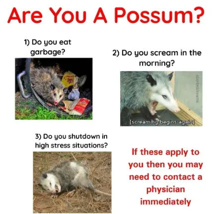 Possum quiz meme listing three relatable traits