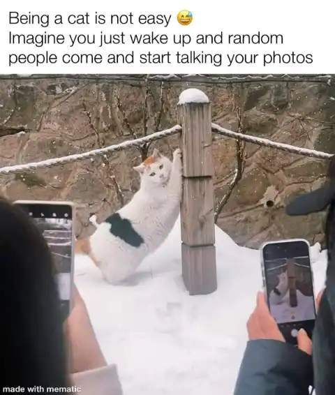 Shy cat meme posing for photos in snow
