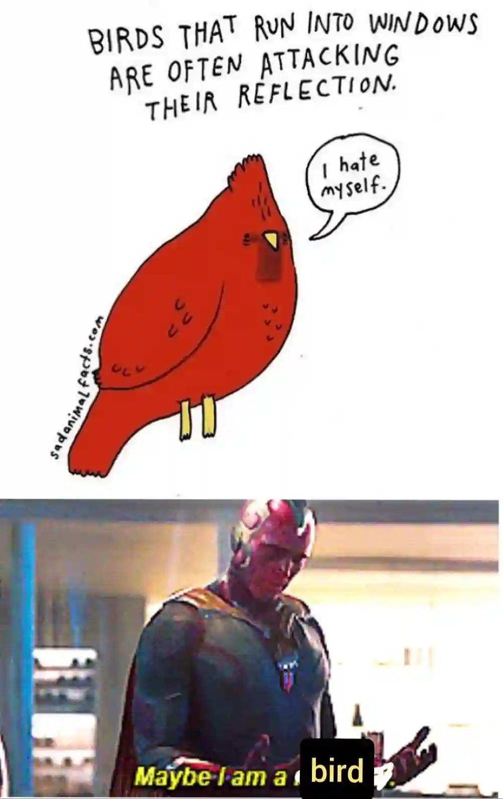 Birds run into windows meme sad funny vibe