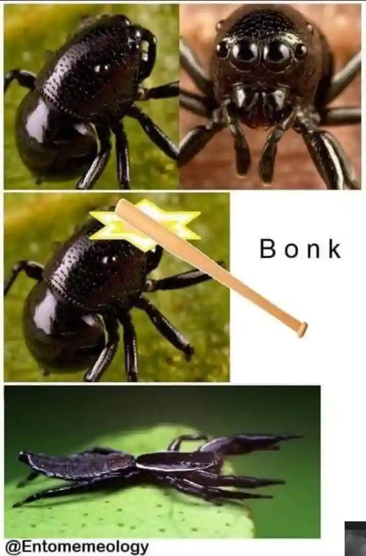 Spider bonk meme getting hit by wooden bat
