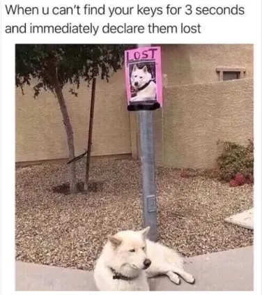 Can not find keys immediately meme dog under its lost poster