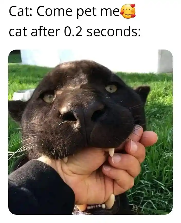 Cat meme bites hand after asking for pets