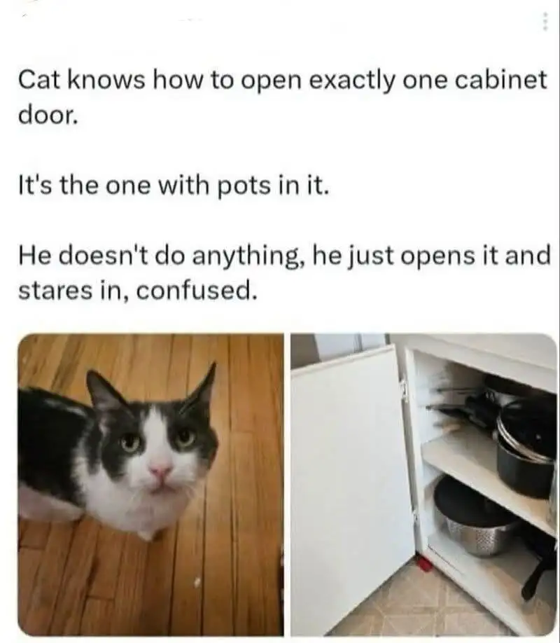 Confused cat meme opens pot cabinet