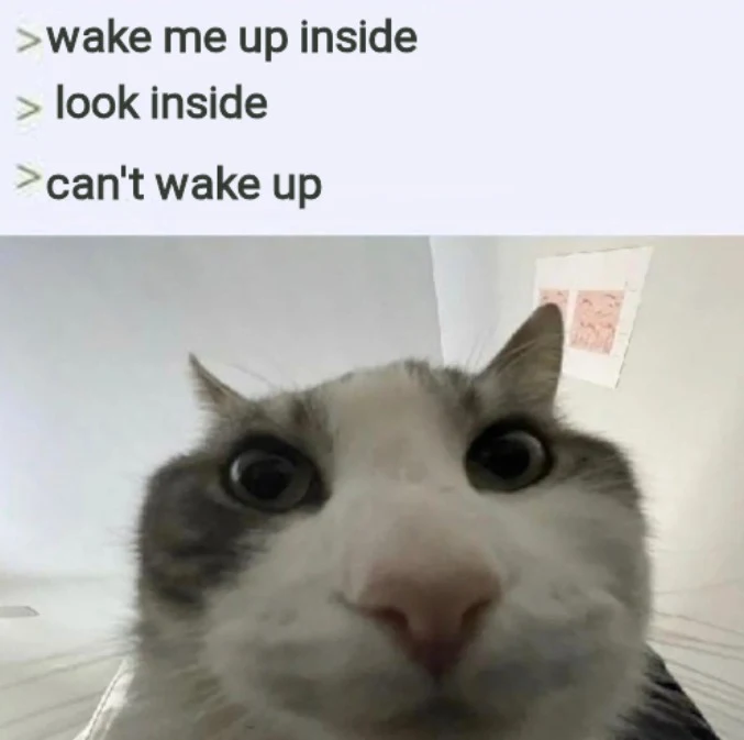 Cat looking inside meme dazed unable to wake up