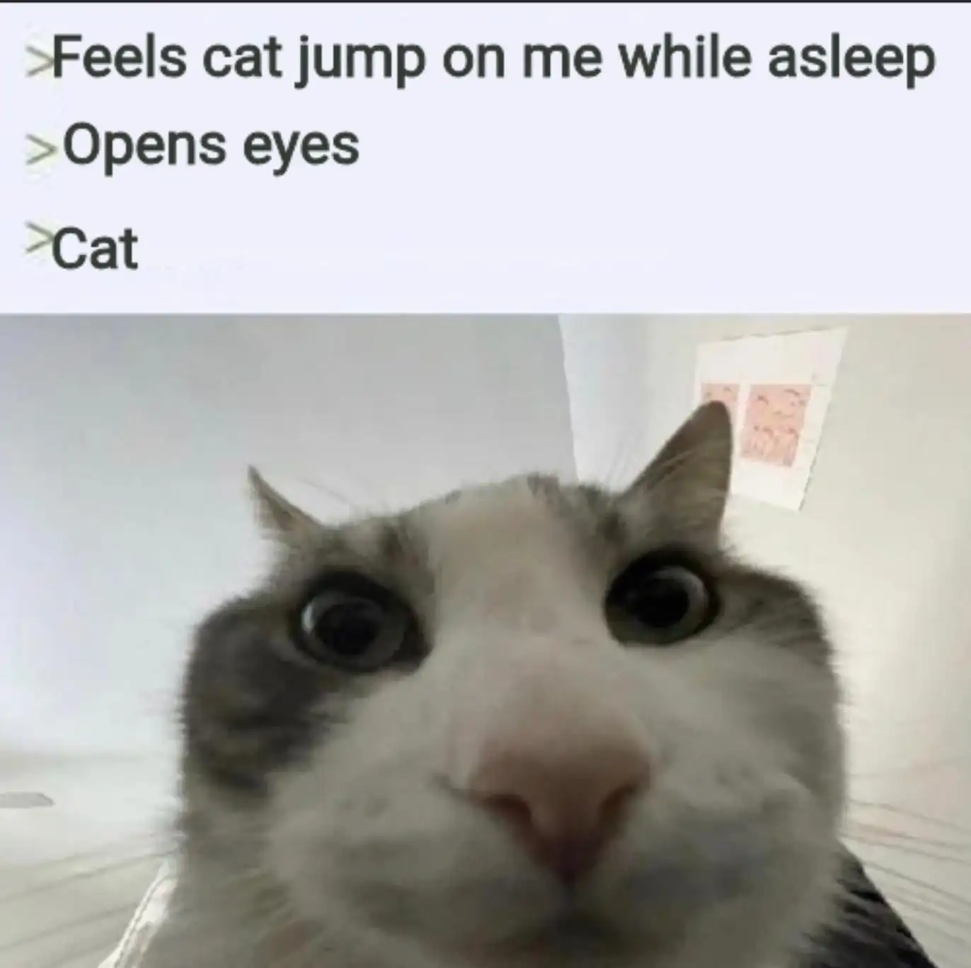 Cat looking inside meme woke up to cat stare