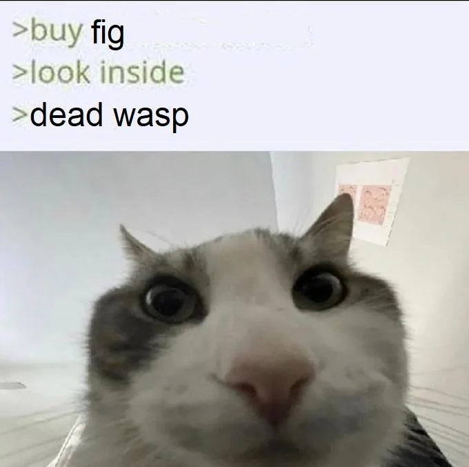 Cat looking inside meme shocked at dead wasp in fig
