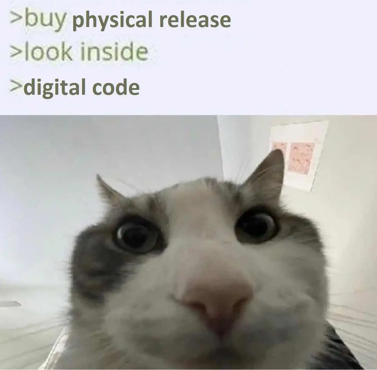 Cat looking inside meme upset at digital code