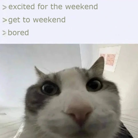 Cat looking inside meme bored after weekend