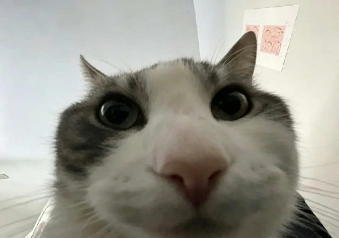 Cat looking inside meme template