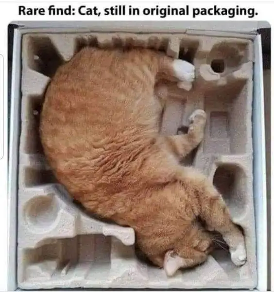 Cat still in original packaging meme sleeping in box
