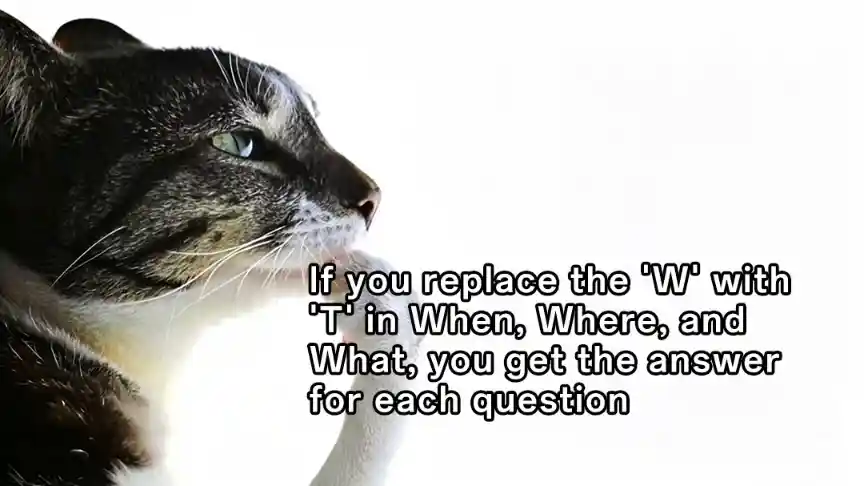 Cat thinking meme ponders word trick